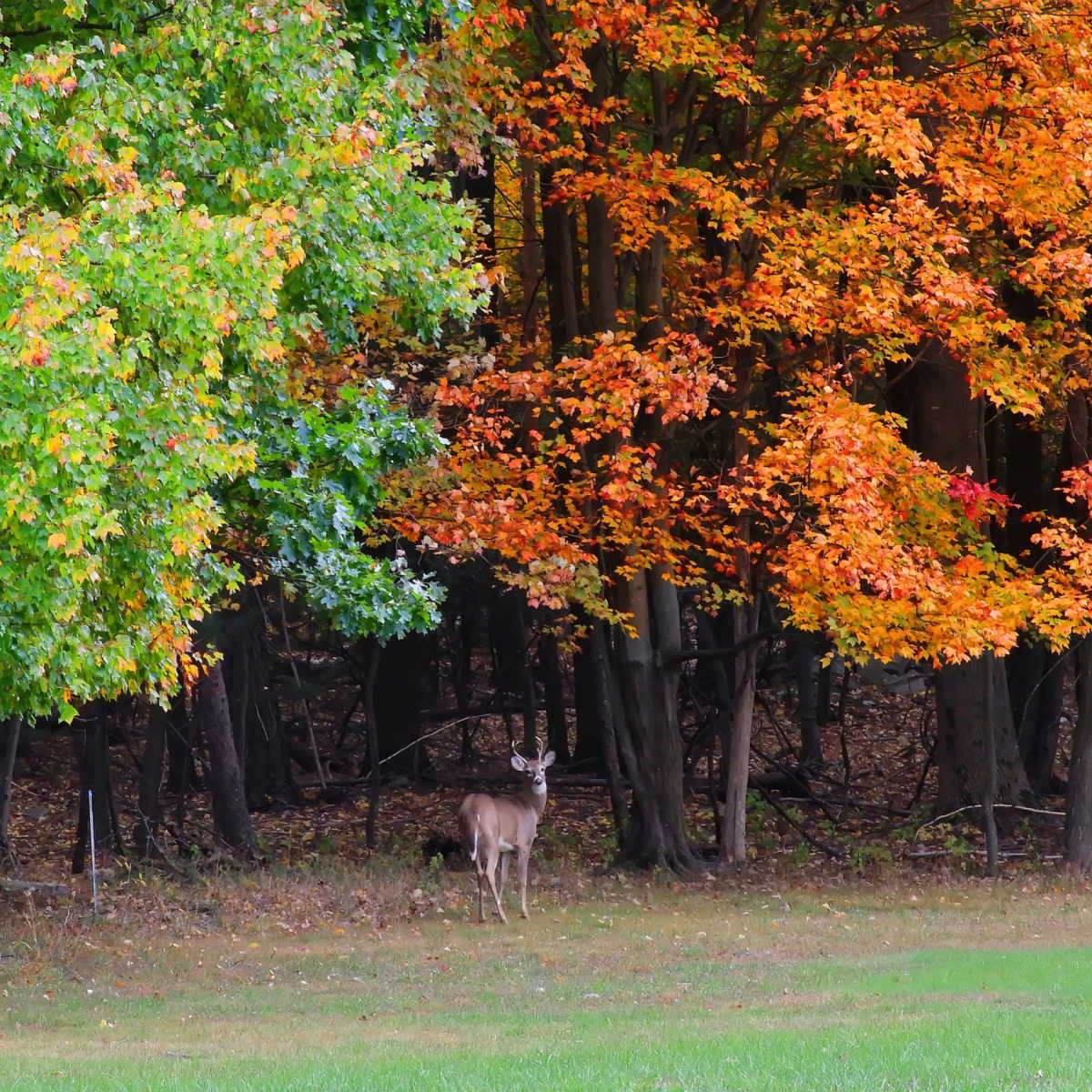 Deer in Bucks County in under colorful tree in fall