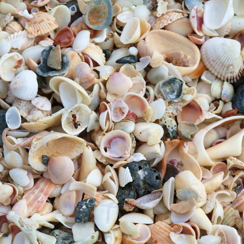 Hundreds of seashells on Florida beach