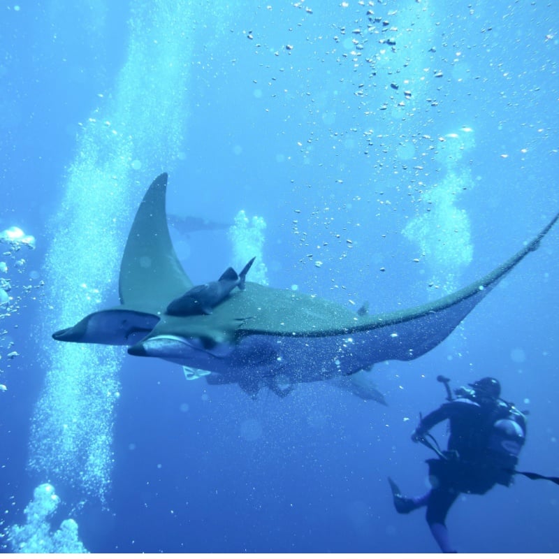 Mobula ray bubble shower, Santa Maria, Azores, Portugal