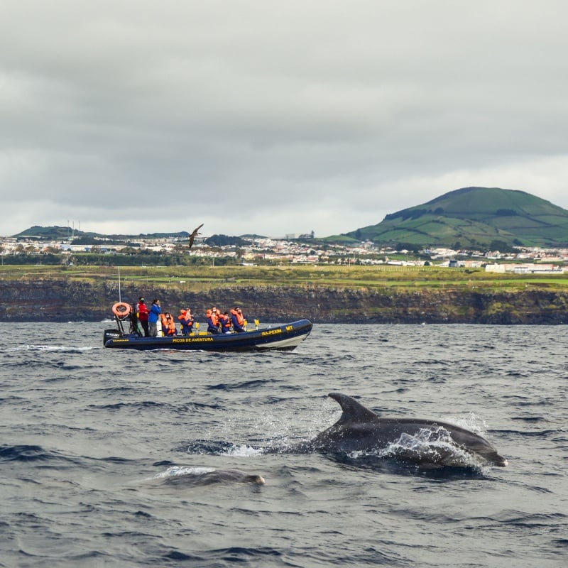 Whale watching tour the Azures, Portugal. 