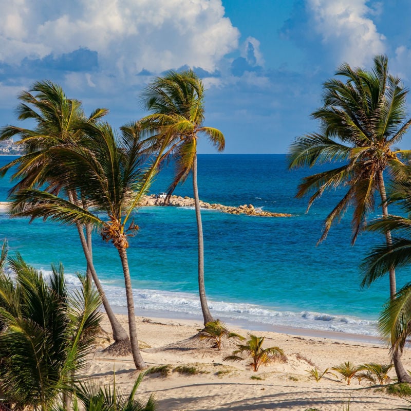 Palm Trees On Punta Cana Beach, Dominican Republic, Caribbean Sea