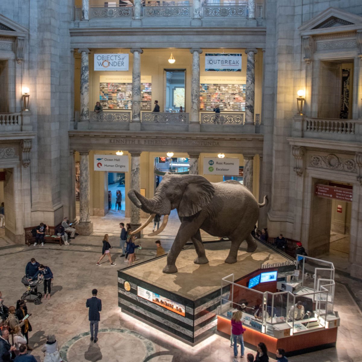 A giant elephant on display at the Smithsonian National Museum of Natural History