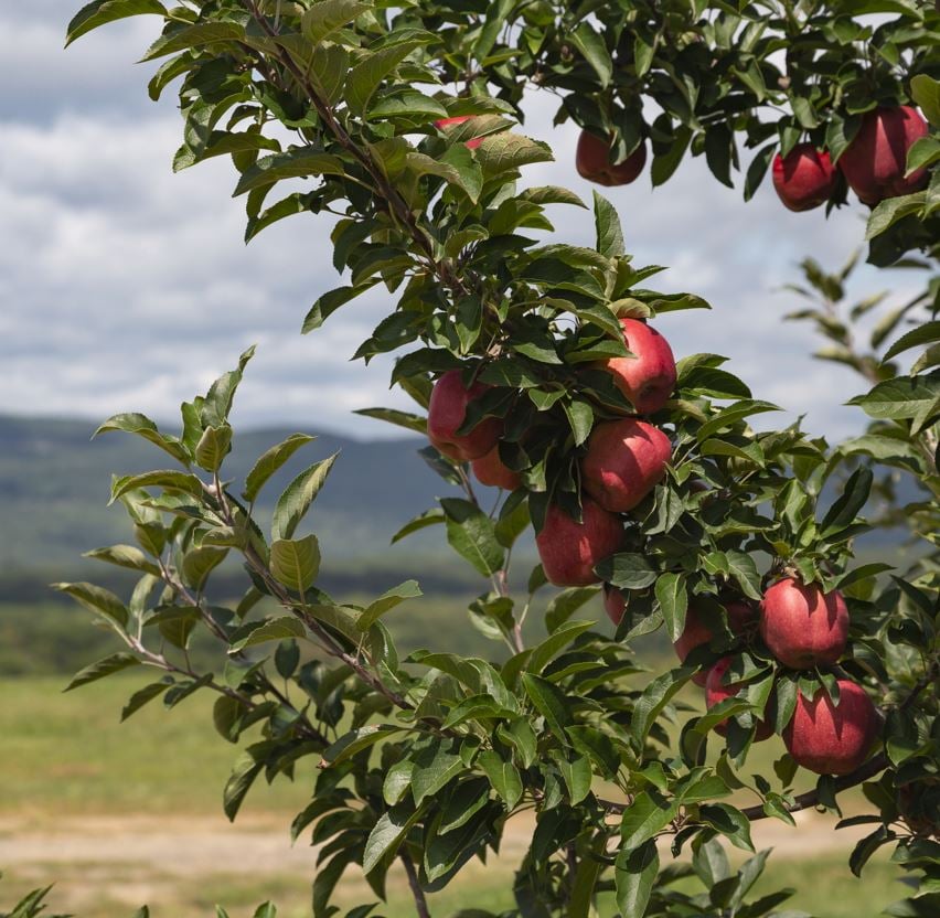 Apple tree in Hudson Valley