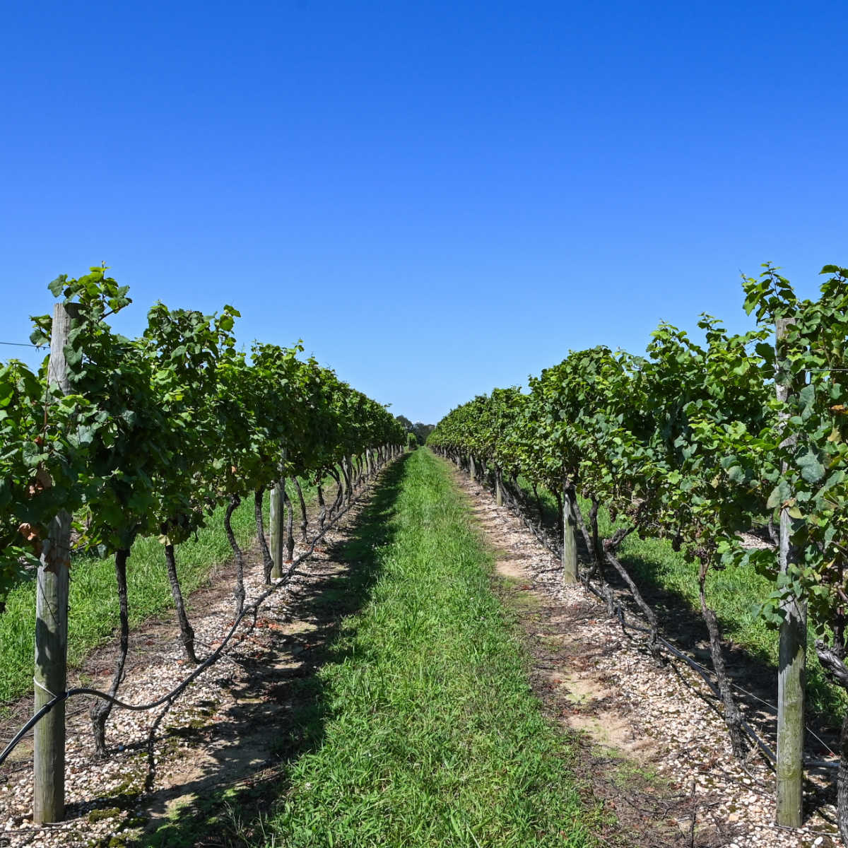 Lush grapevines growing in a vineyard in Long Island