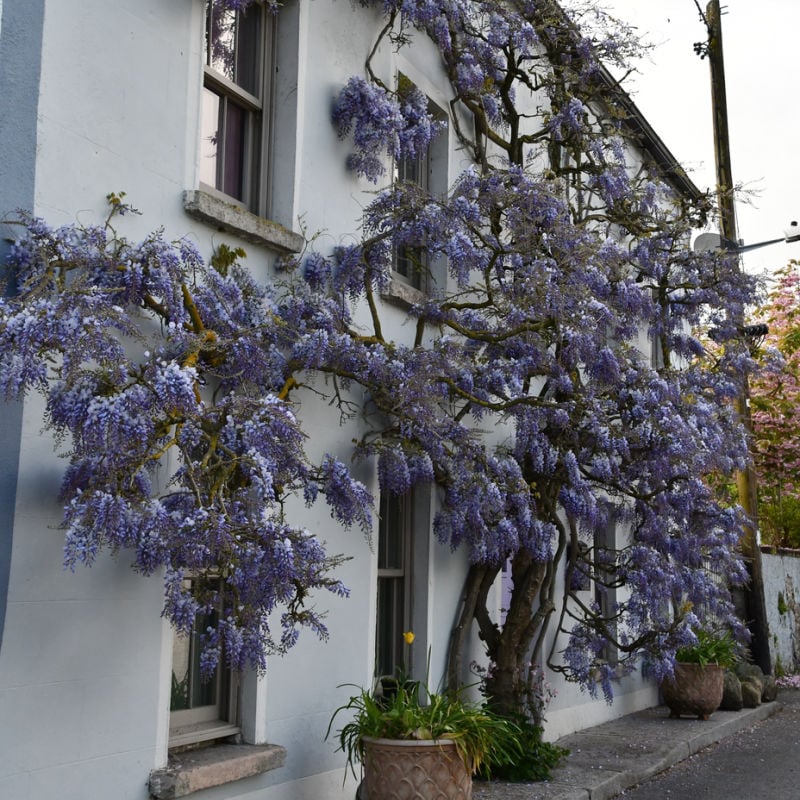 Pretty house with Wisteria tree in Inistioge town center