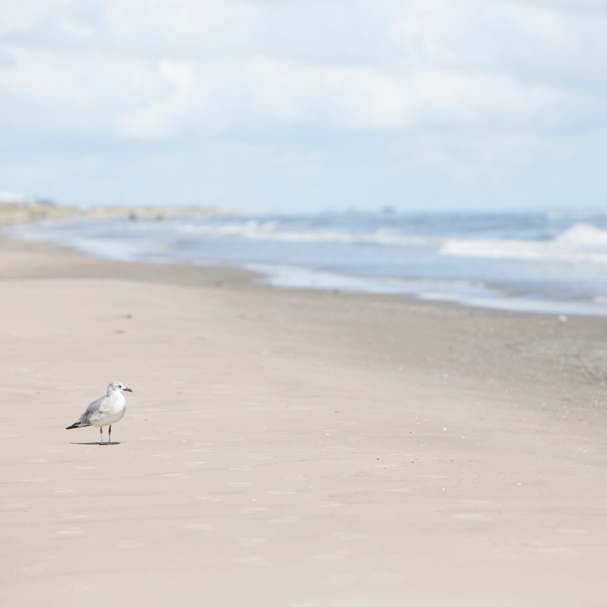 Bird on scenic beach in Grand Isle, LA