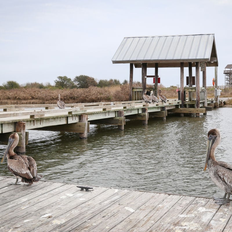 Brown Pelicans in Grand Isle