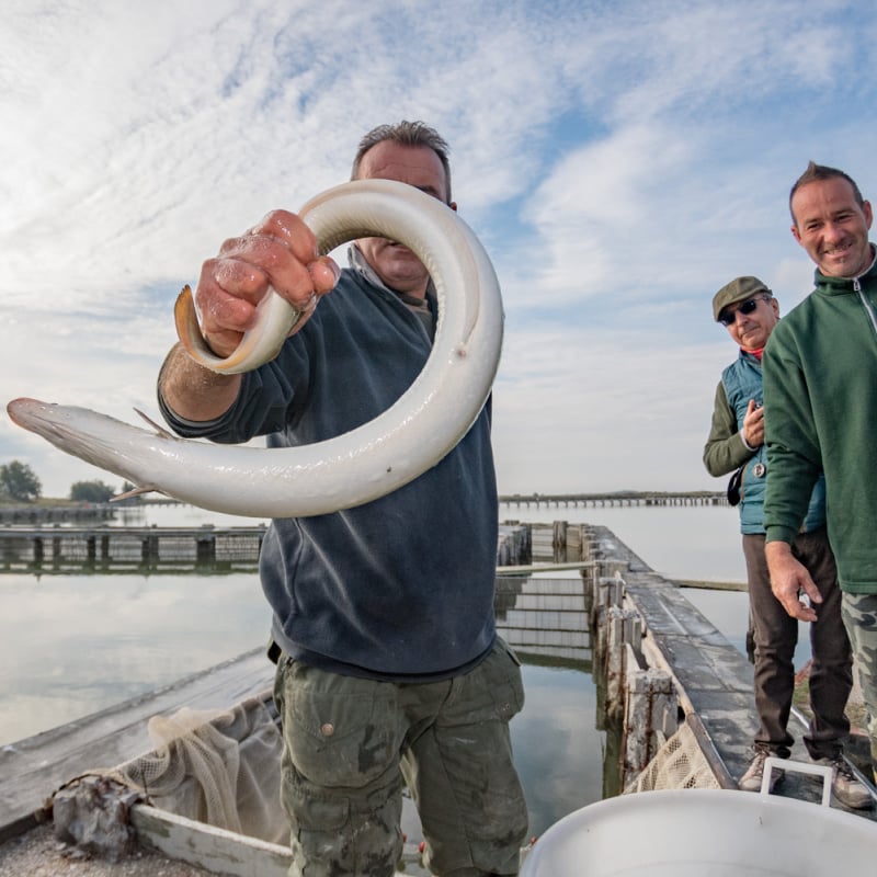 Comacchio fishermen with eel