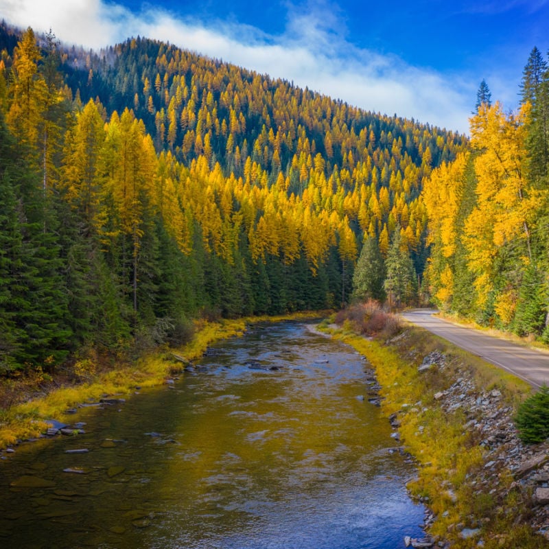 Fall foliage along Coeur D'alene River