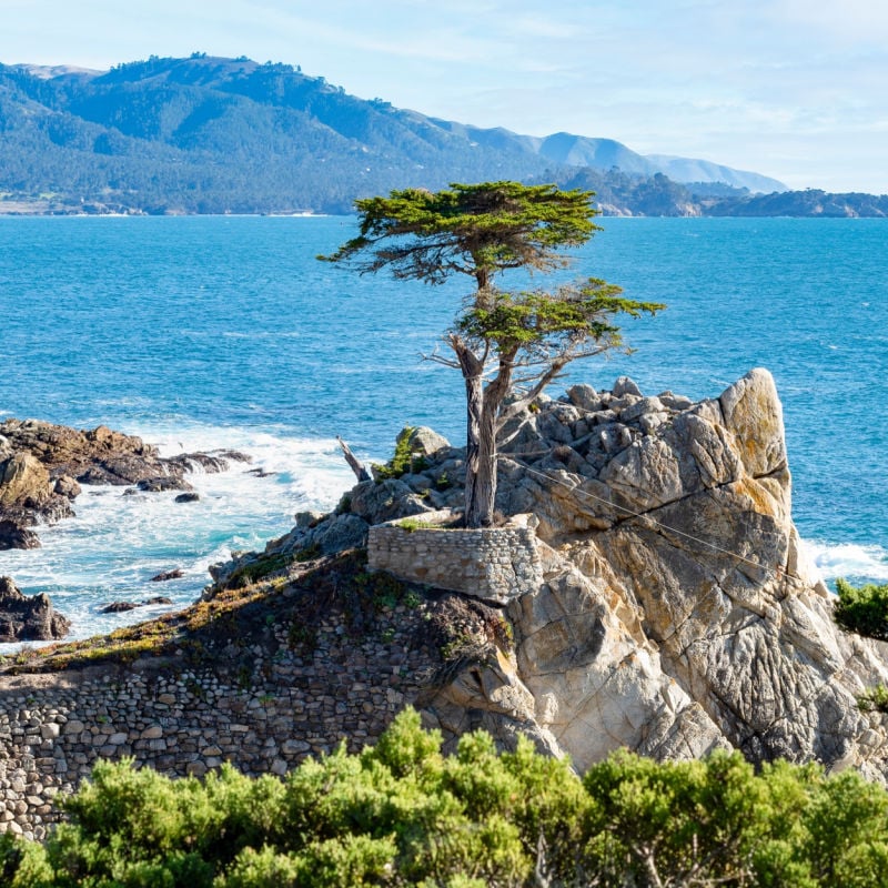 Lone Cypress Tree on 7 Mile Drive