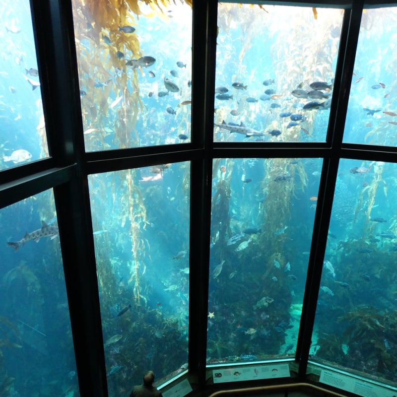 Monterey Bay Aquarium exhibit