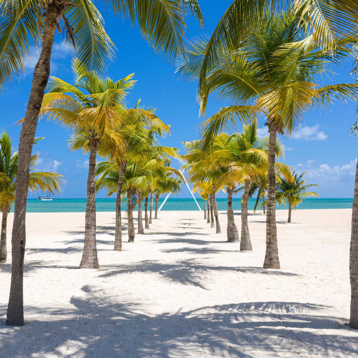 Palm Lined Beach In Cozumel, Mexico