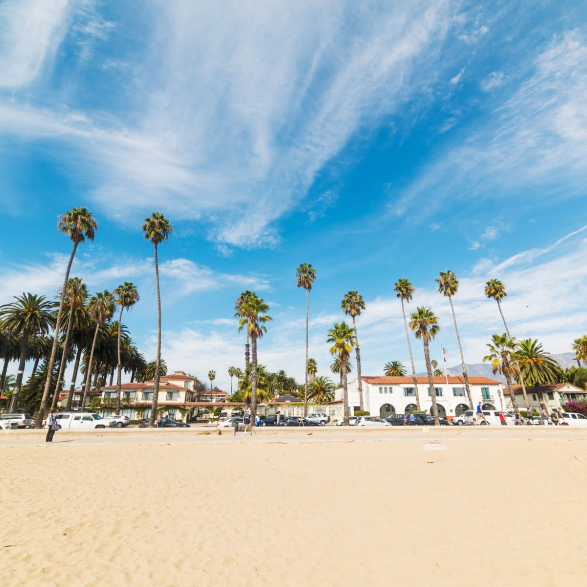 Palm trees by the shore in Santa Barbara, California