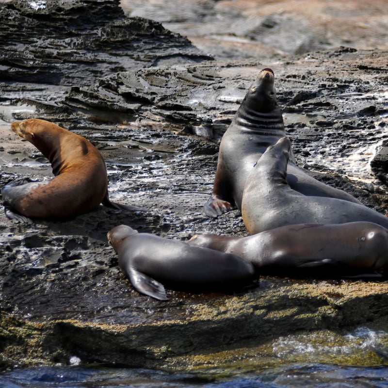 Sea lions at Loreto's Coronado Island