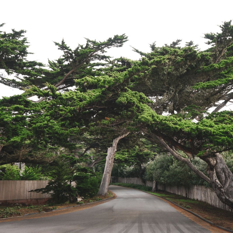 Tree-lined street entering Carmel, CA