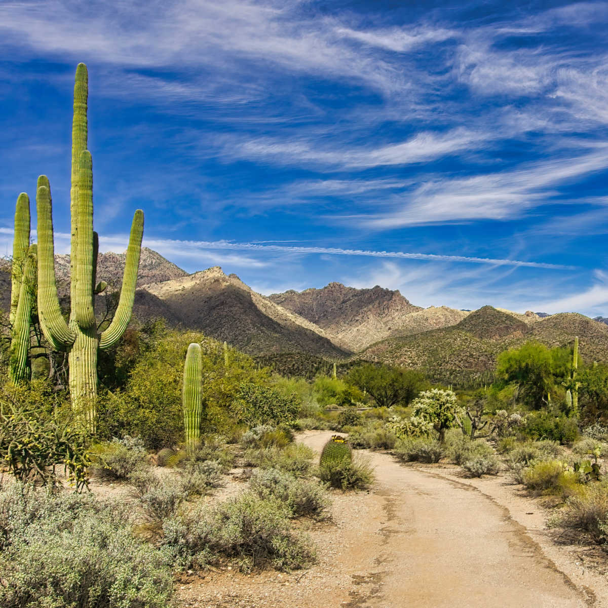 Hiking trail in Tucson