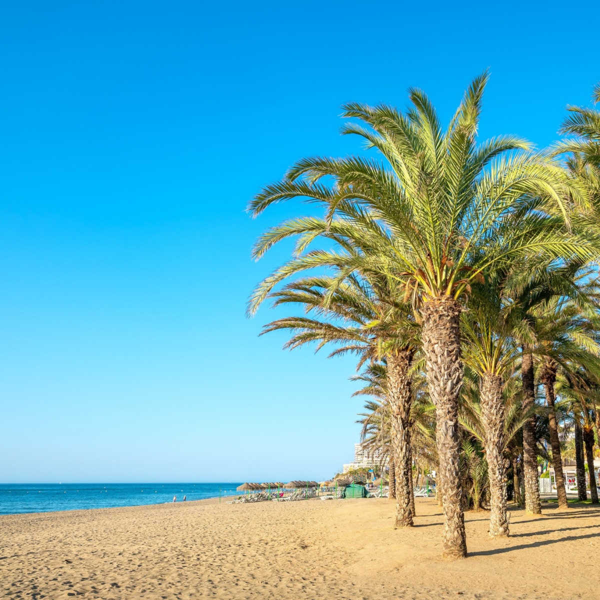 Palm grove along the beach in Torremolinos. Costa del Sol, Andalusia, Spain