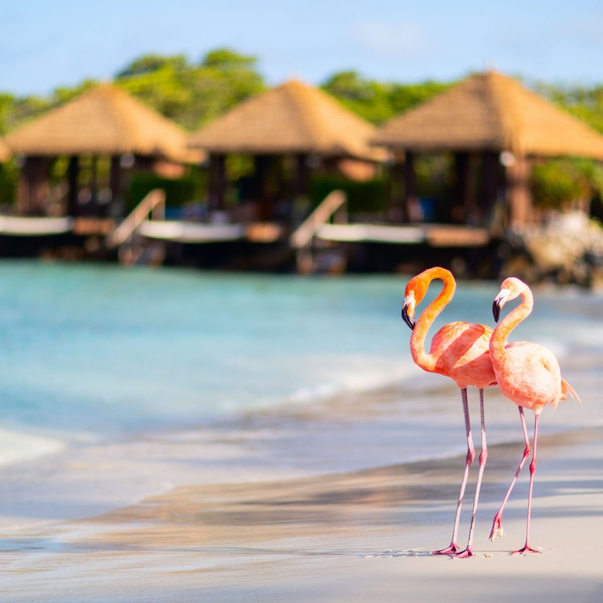 Pink flamingos at beach in Aruba