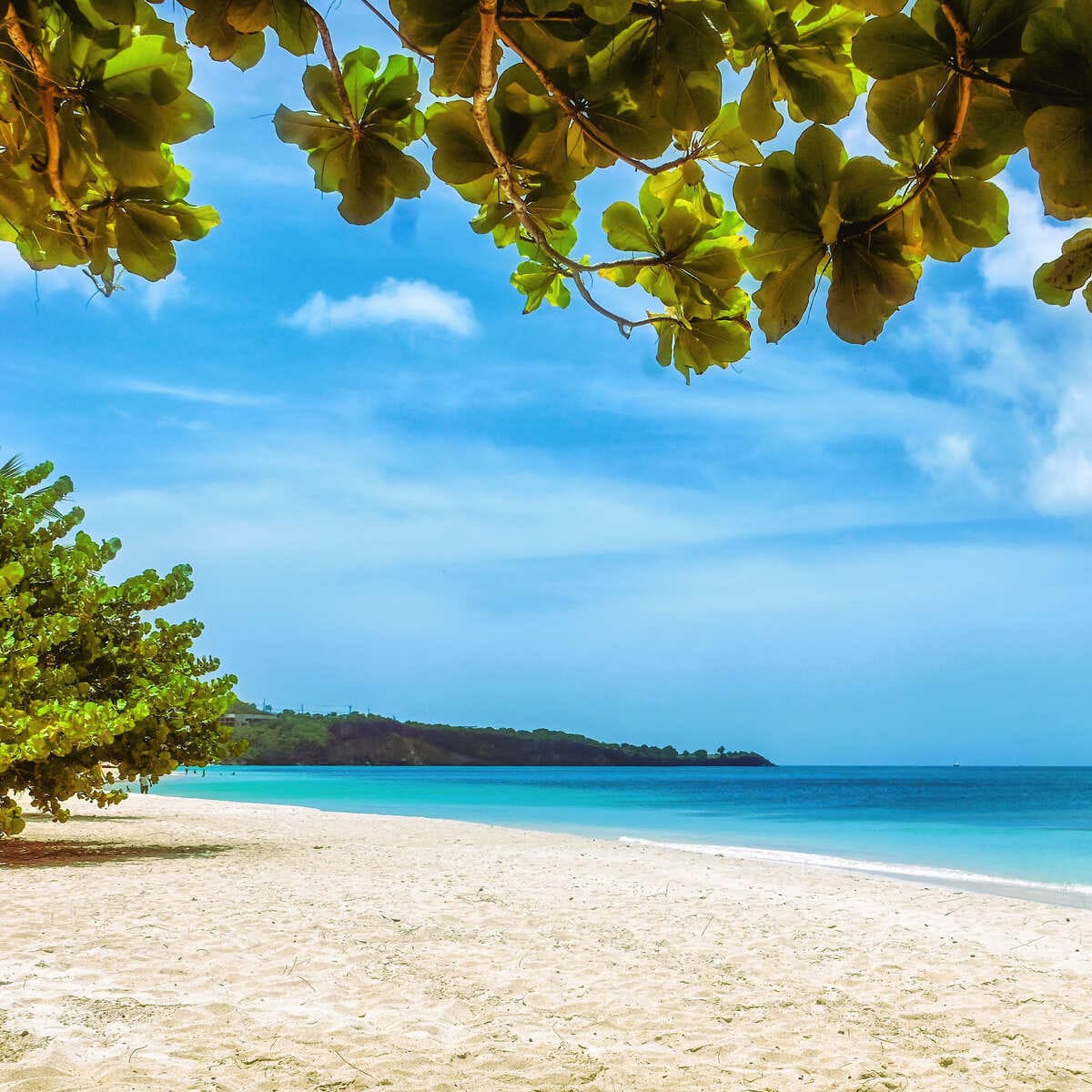 Sandy Beach In Grenada, Eastern Caribbean