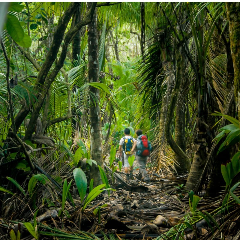 the thick jungle of Corcovado National Park, Costa Rica