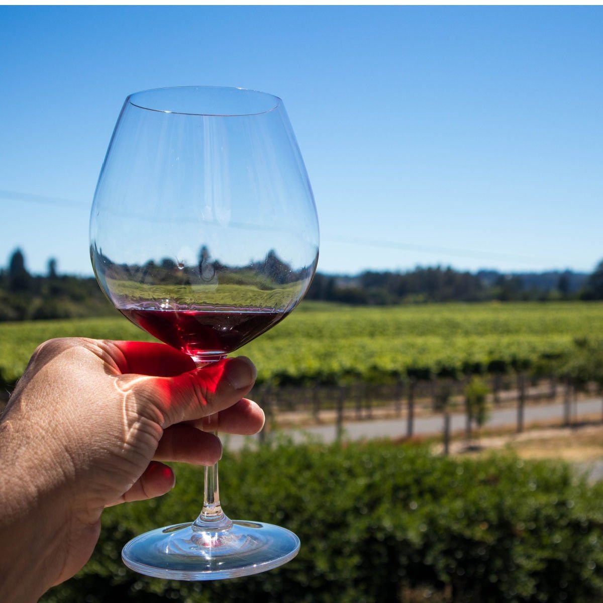 Glass of Red Wine in Hand Wine tasting at a vineyard in Sonoma County, California