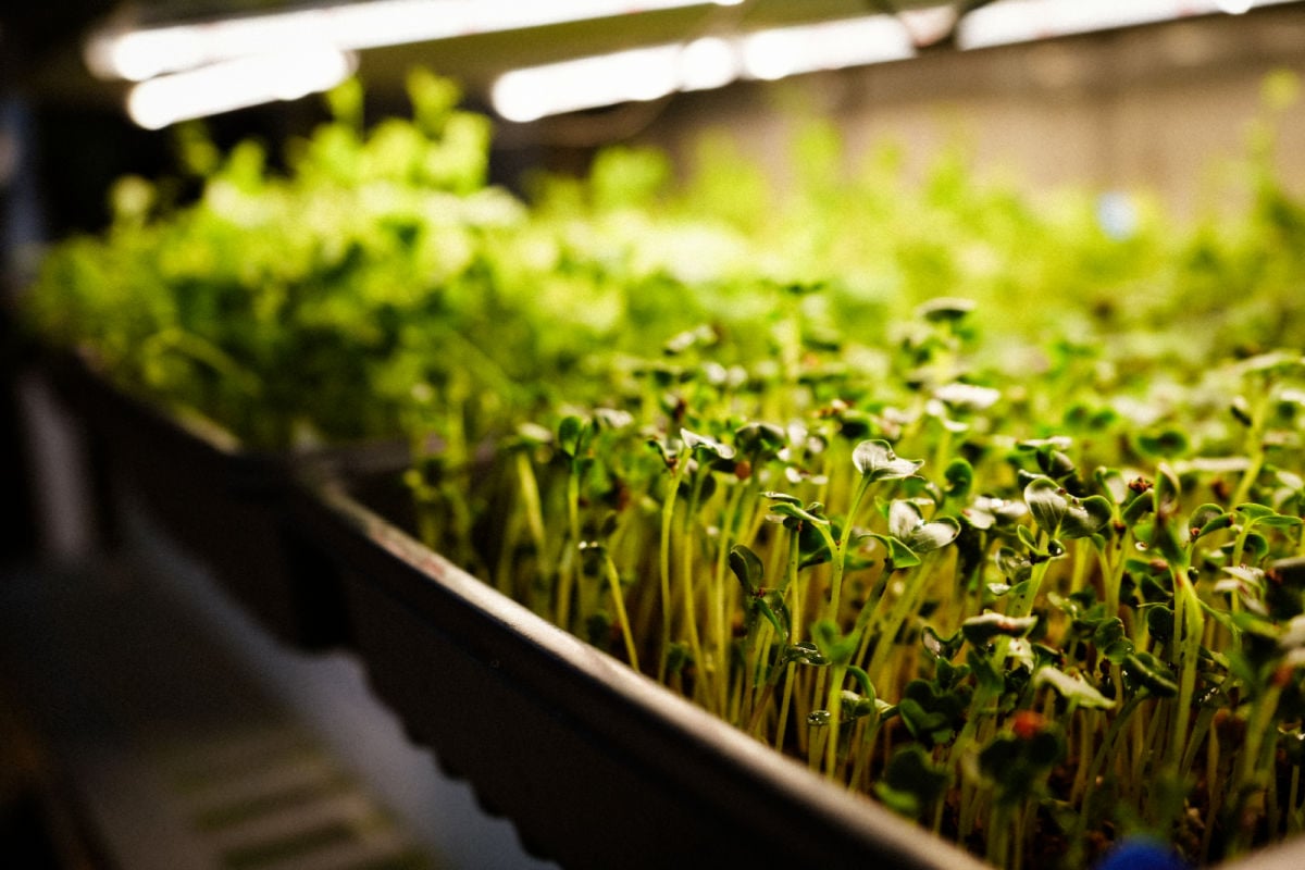 Hydroponic Garden at Sevenstars Resort in Turks and Caicos