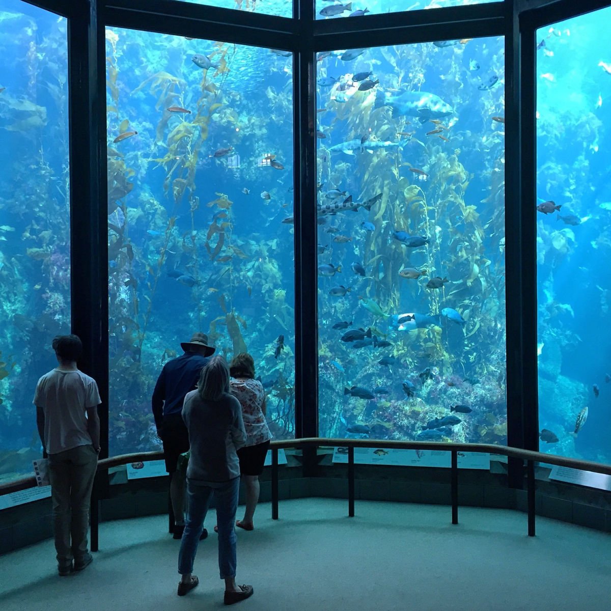 People visiting Monterey Bay Aquarium