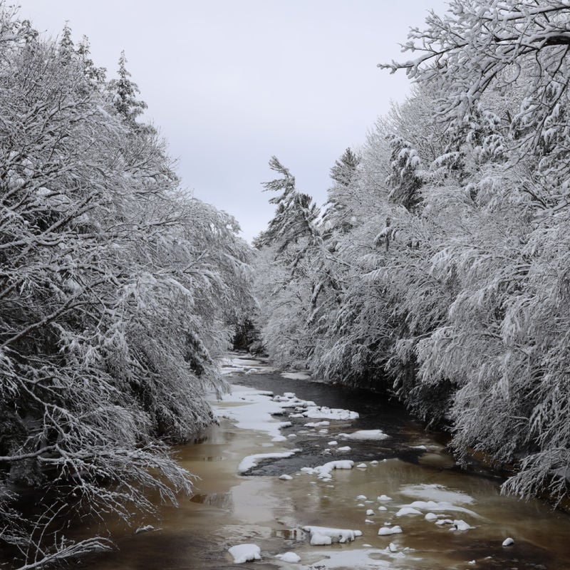 Snow-dusted pines in Chippewa Valley