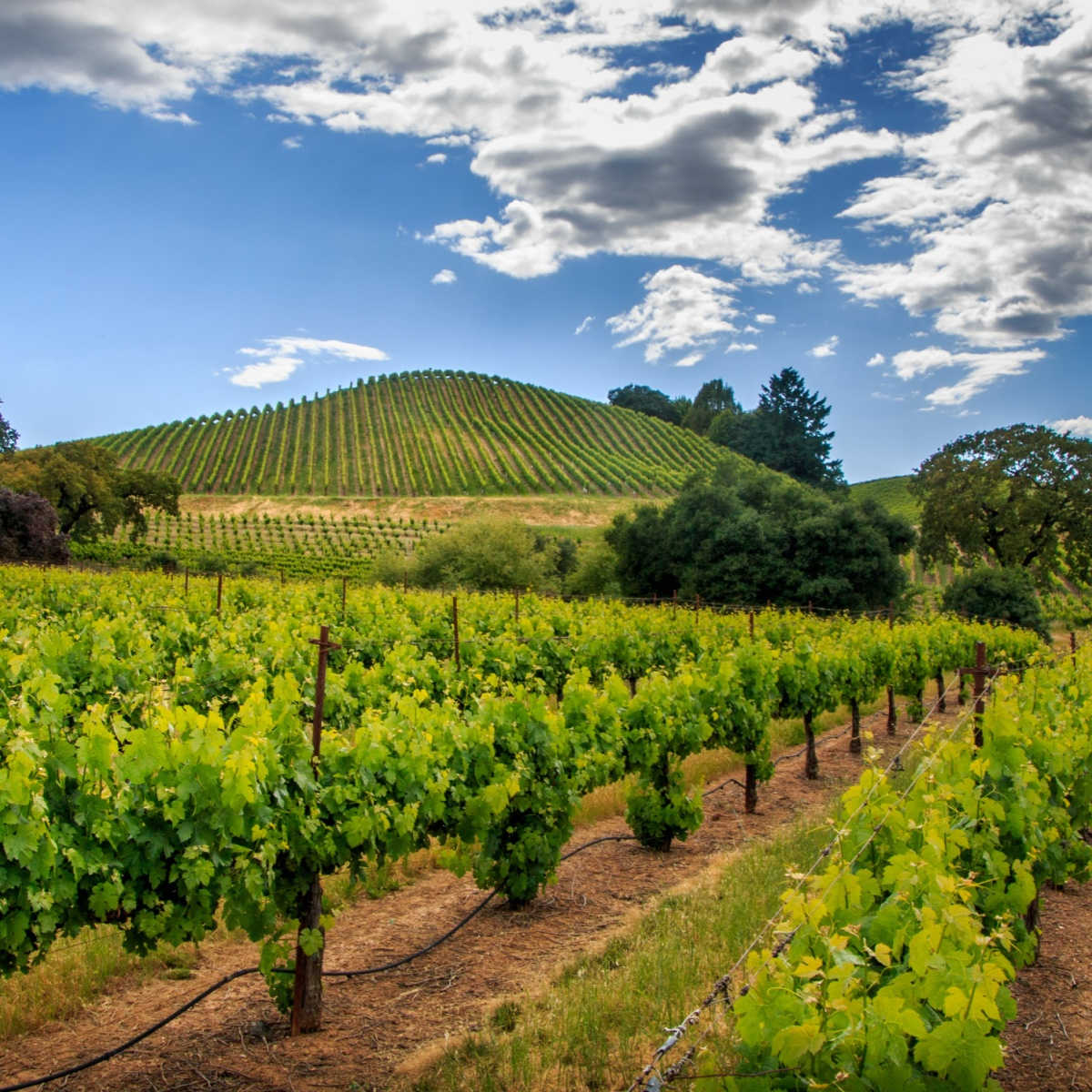 Vineyard in Sonoma County