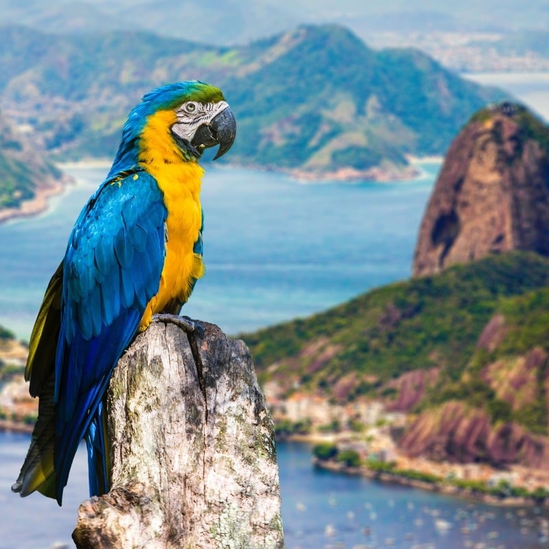 Blue And Yellow Macaw Perched On A Clifftop Overlooking Rio de Janeiro, Brazil, South America