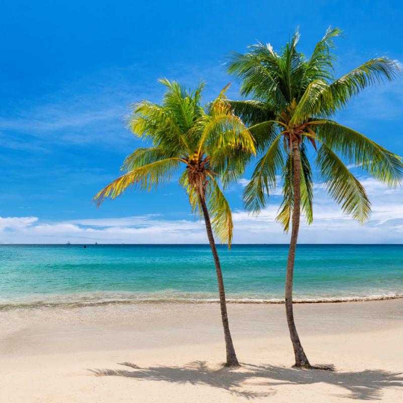 Coco palms on a sunny beach in Jamaica