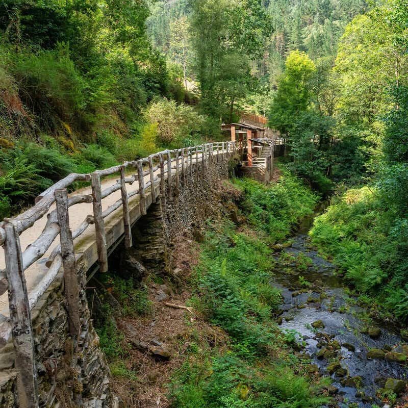 Forest Trail In Asturias, Spain