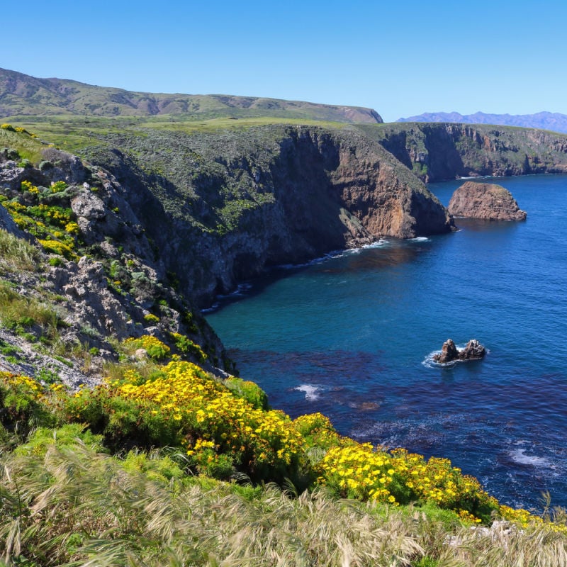 Bloom of cliffside wildflowers at Channel Islands National Park