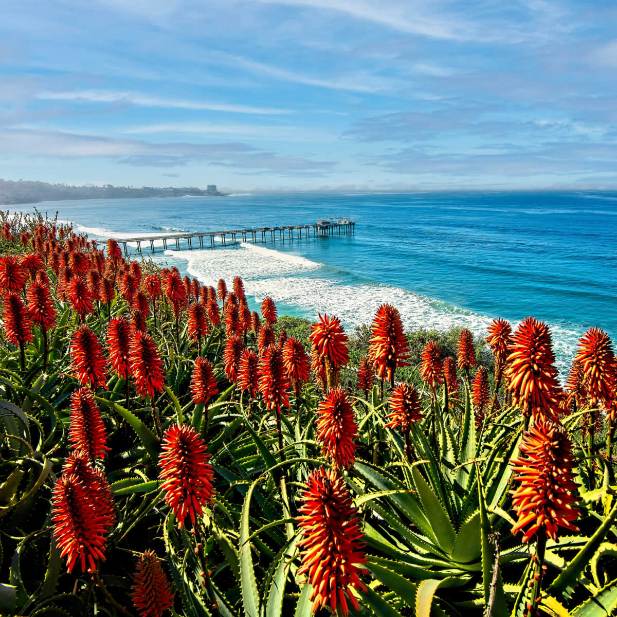 Cliffside of wildflowers along beach in La Jolla