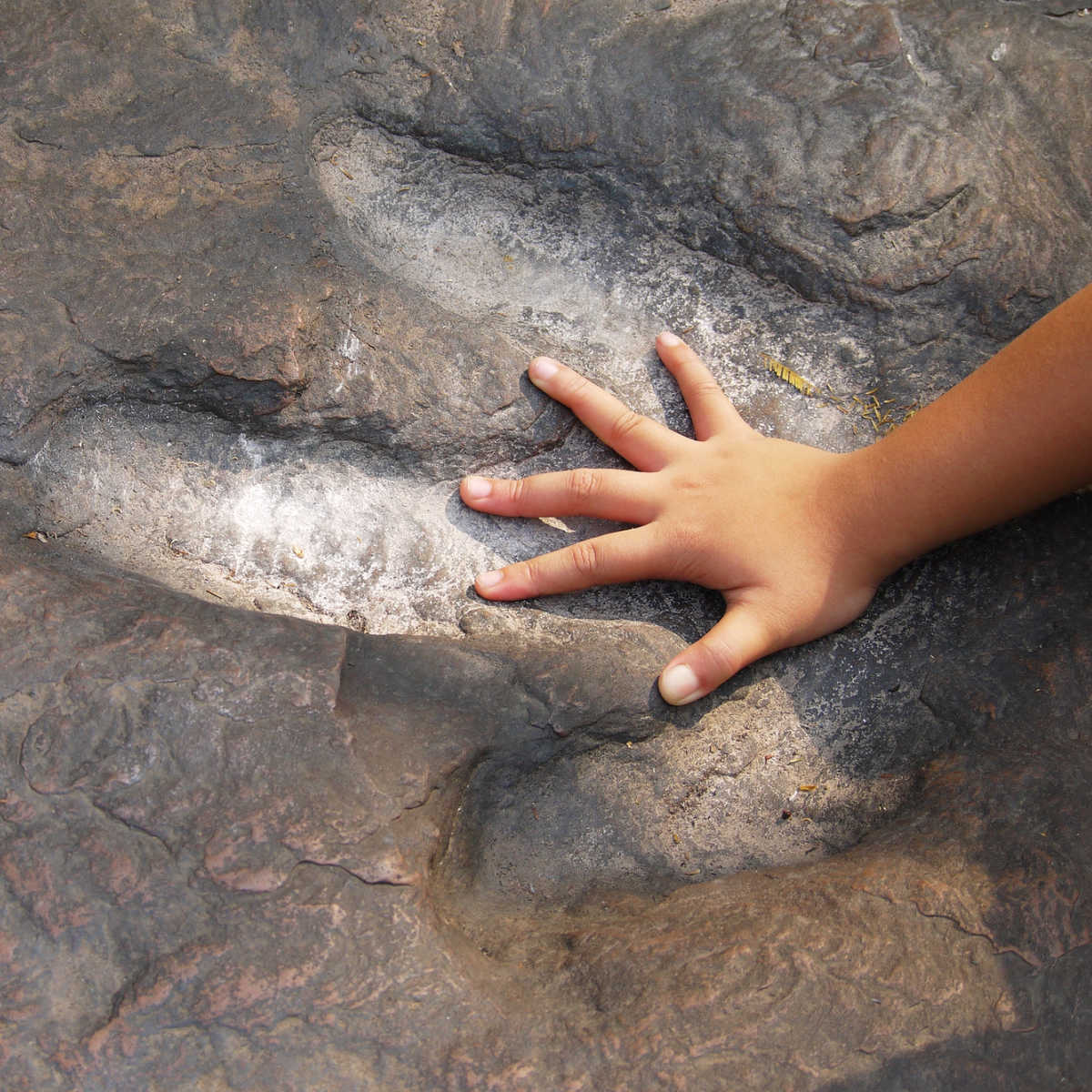 Hand in dinosaur track