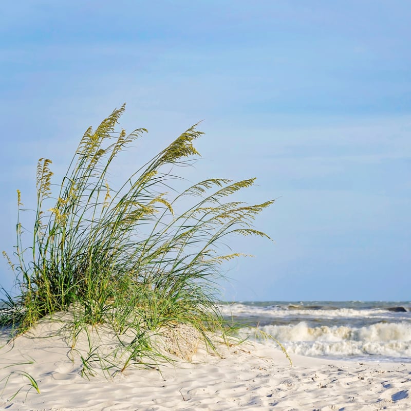 Sea oats growing on West End of Dauphin Island, AL