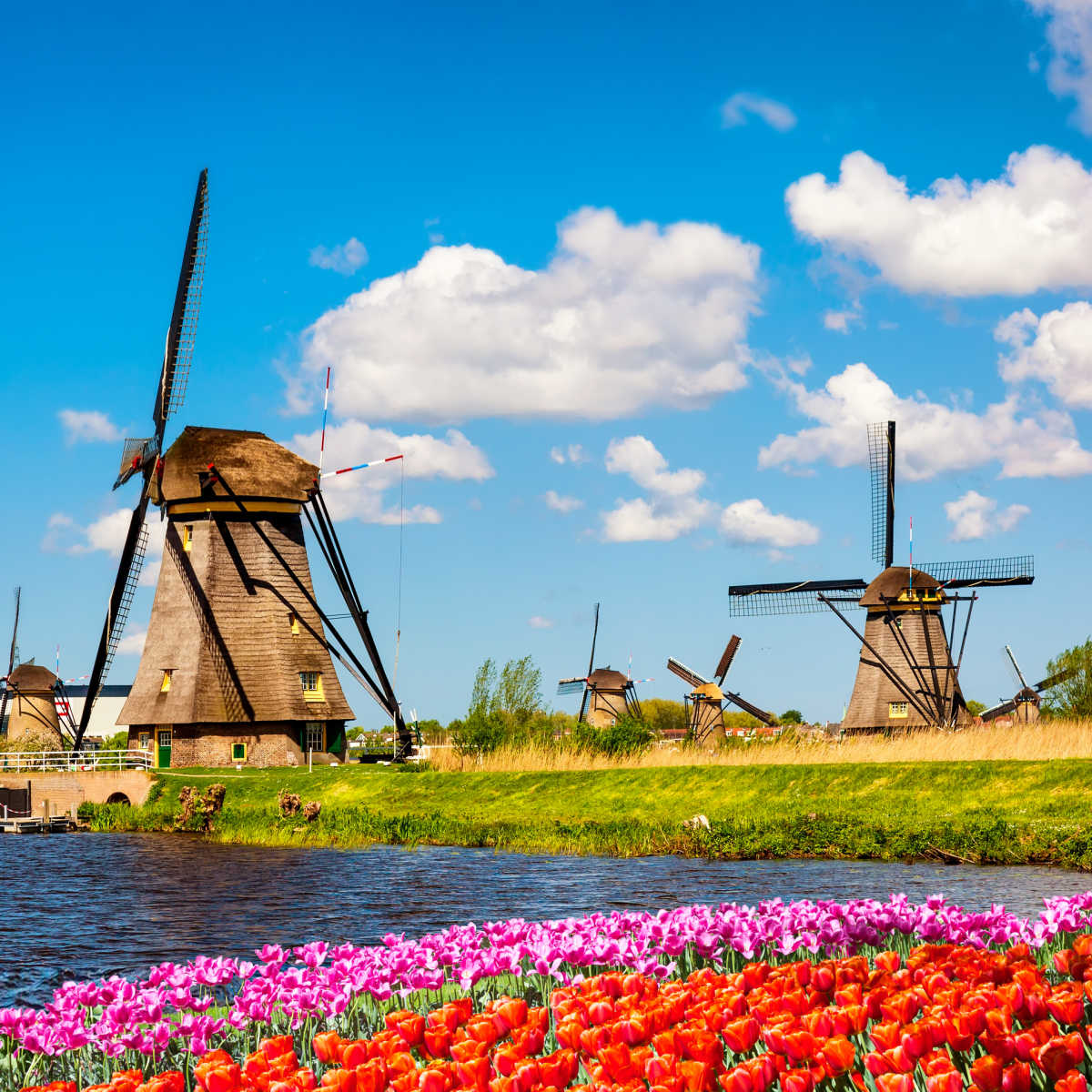 Wildflowers and windmills in Rotterdam in spring