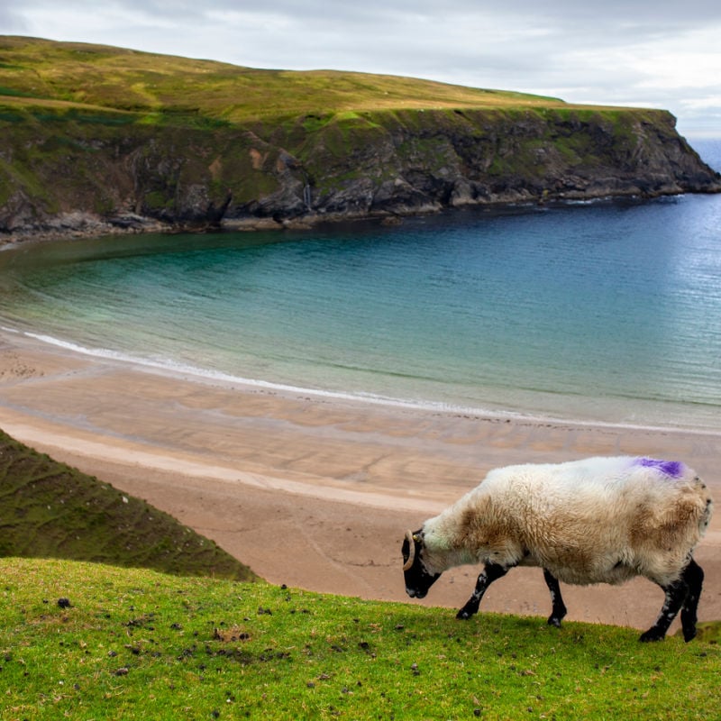 Sheep grazing at Silverstrand Beach near Galway